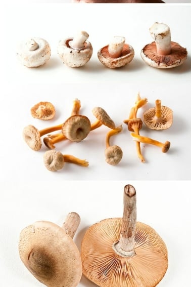 mushroom podcast art
