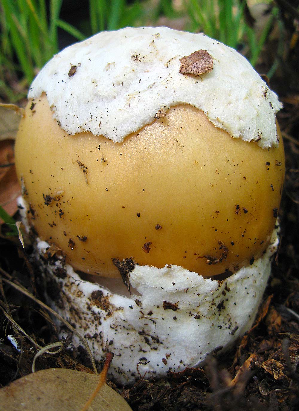 Amanita velosa button