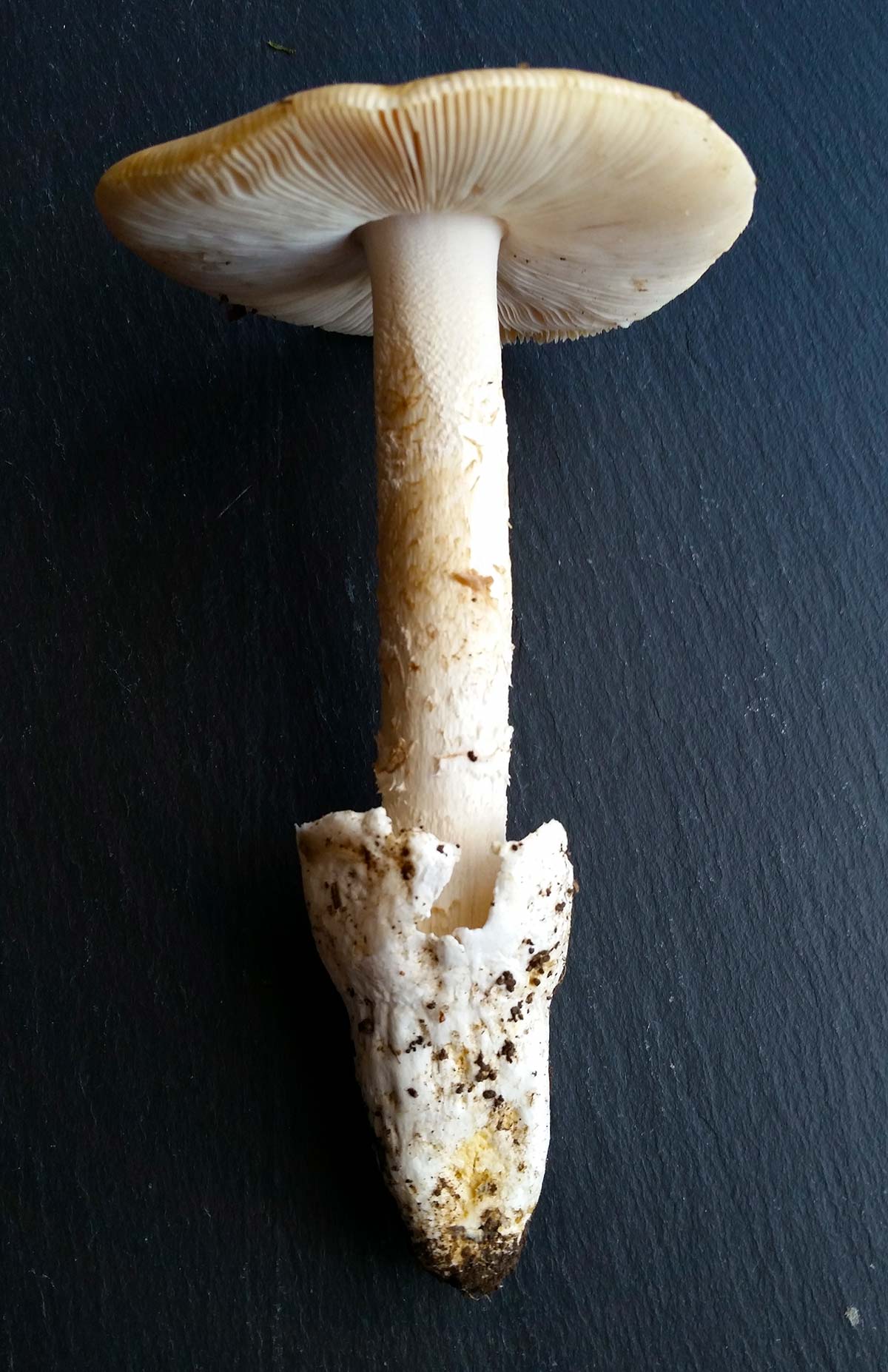 Amanita velosa side view with egg remnant