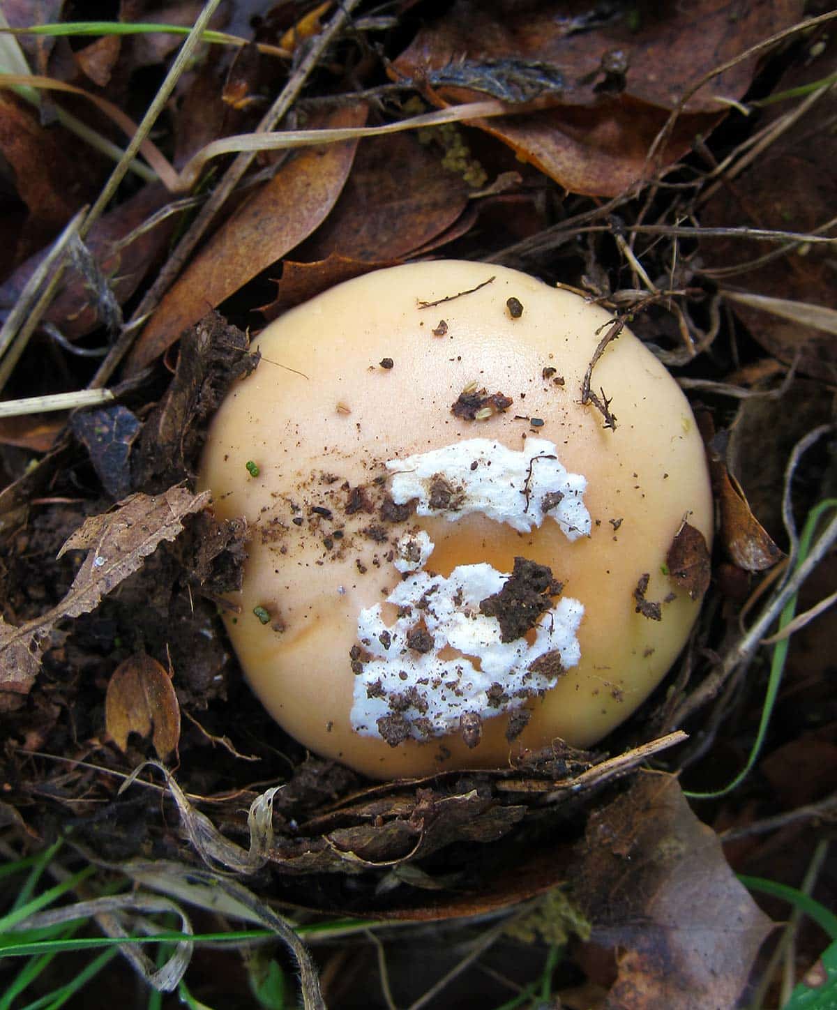 Amanita velosa in the ground