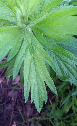 A close up of California mugwort. 