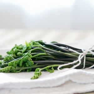 edible bracken fern fiddleheads