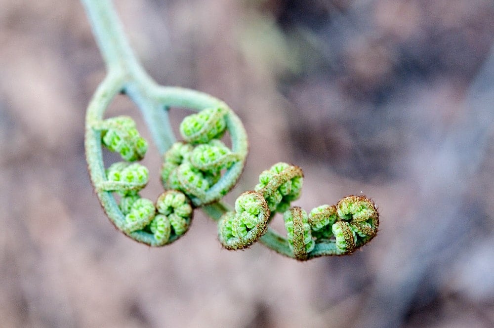 young bracken fern shoot