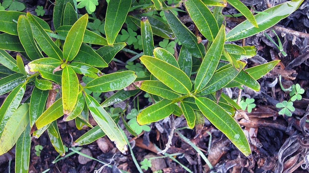 California bay laurel