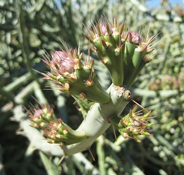cholla buds on plant