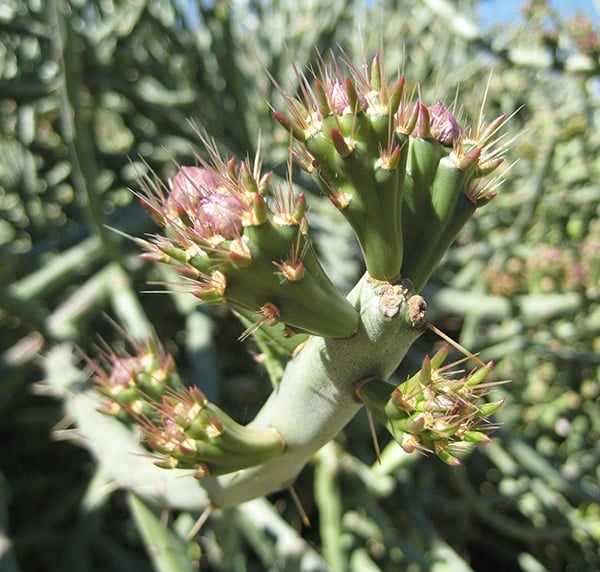 Brotes de cholla en la planta