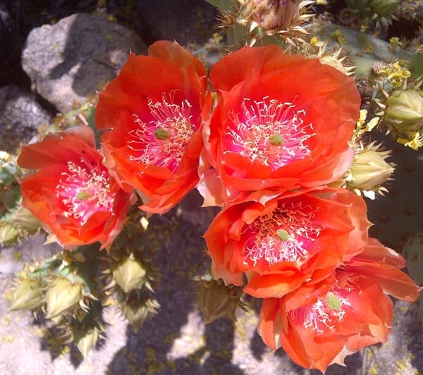 Un primo piano di fiori di cholla. 