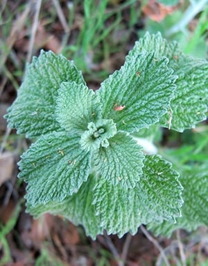 A close up of a horehound leaves. 