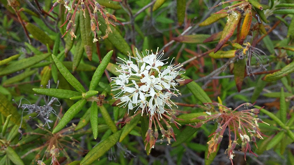 A close up of a Labrador tea flower. 