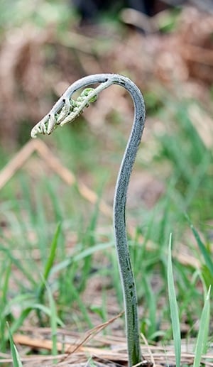 Perfect bracken fern shoot for picking