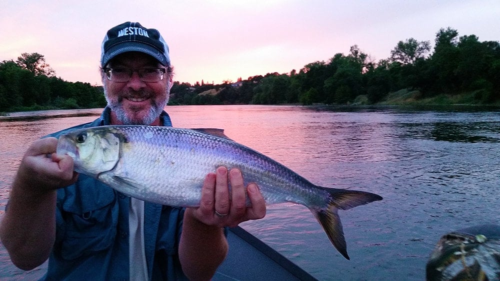 american shad fishing