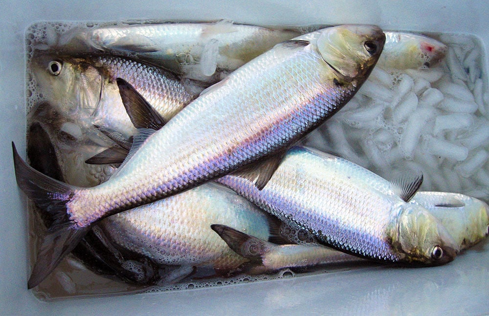 How to Cook Shad Fish - Eating American Shad Fish