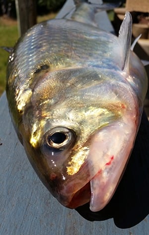 Shad guts VS. Cut shad (Picked up a new fishing buddy) 