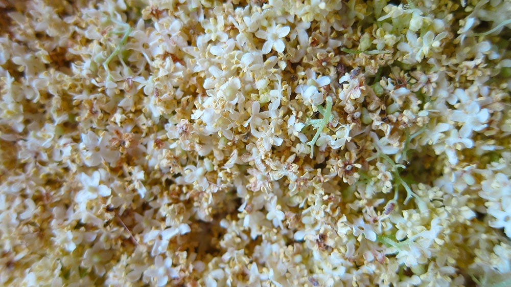 Elderflowers, close up. 