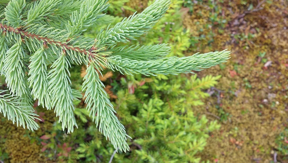 Young fir tips