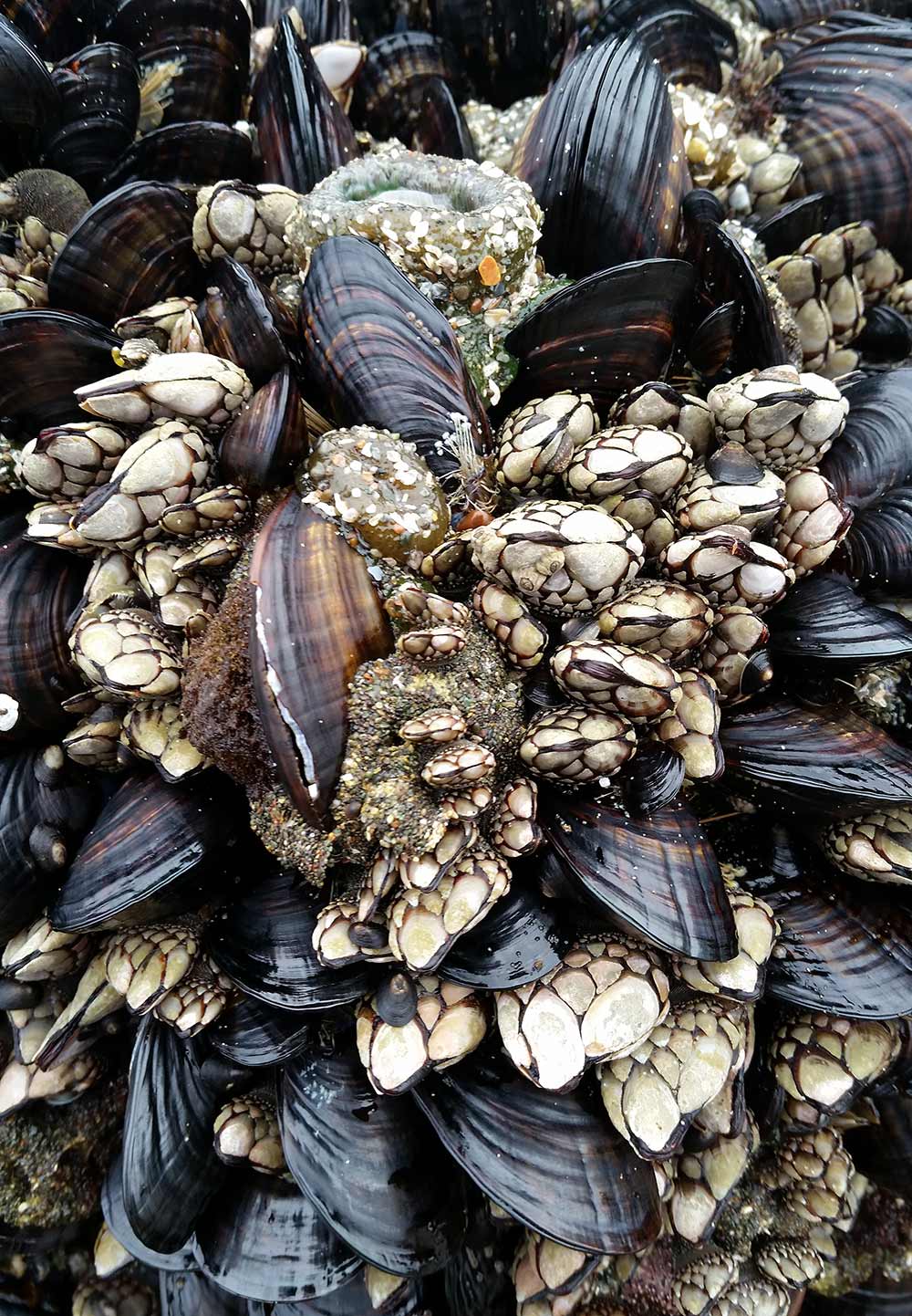 Pacific mussels and gooseneck barnacles