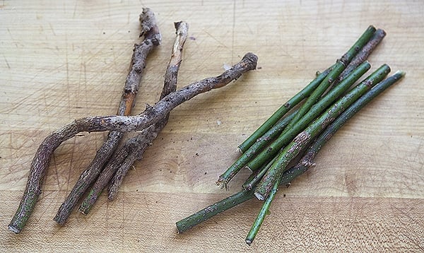 Sassafras roots and twigs