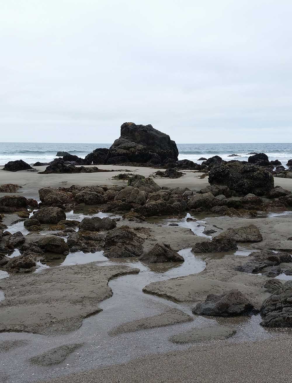 A tidepool in Sonoma