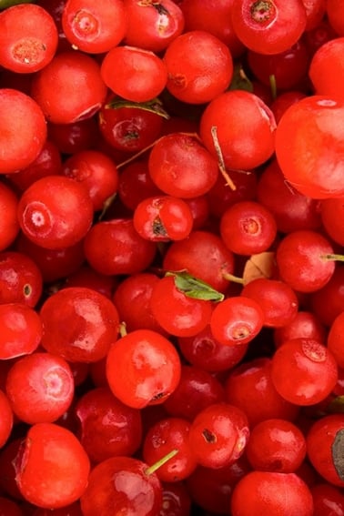 Close up of red huckleberries.