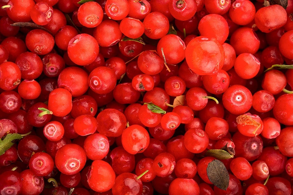 Close up of red huckleberries. 