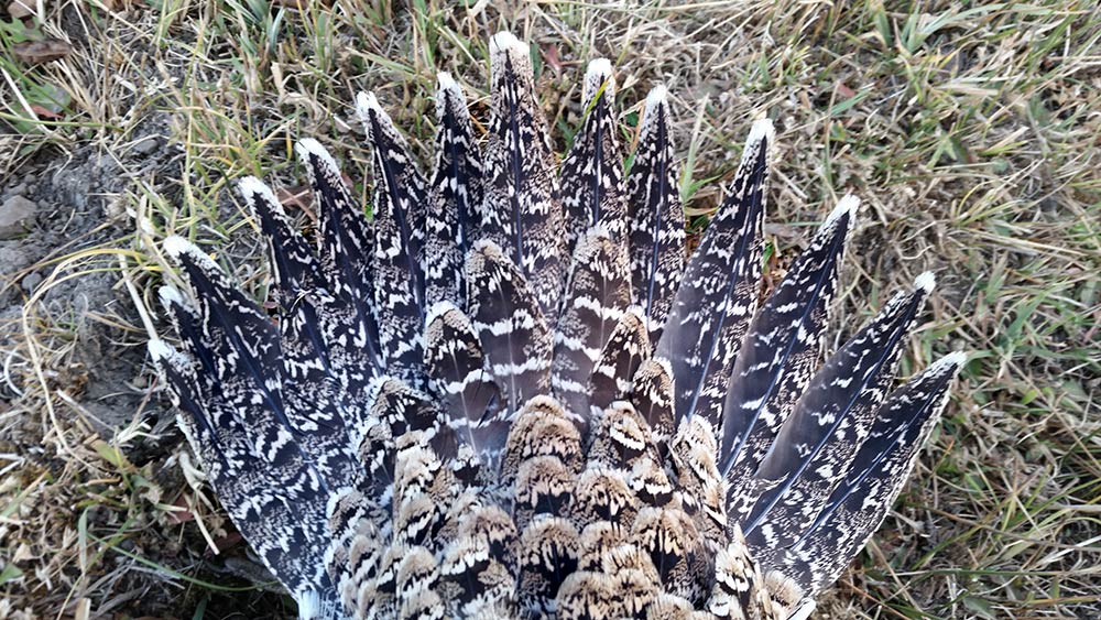 sage grouse tail