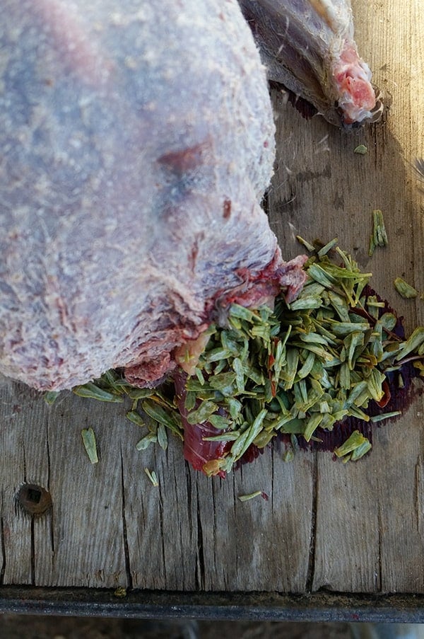 Contents of a sage grouse's crop. It's sagebrush leaves