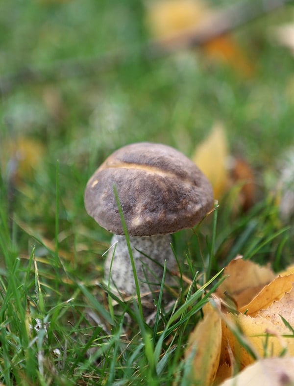 birch bolete in the ground