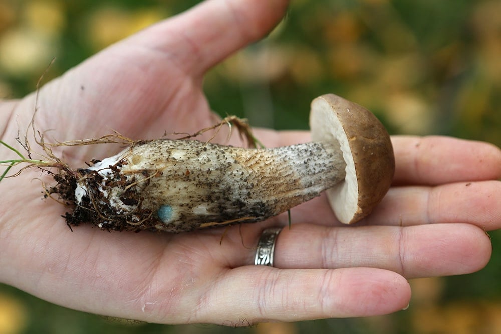 birch bolete in the hand