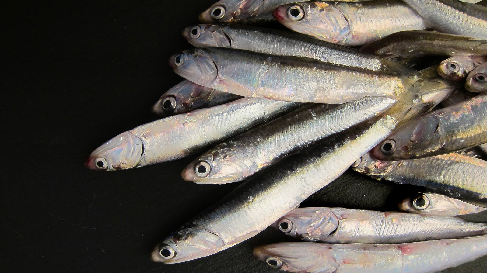 Fresh anchovies ready for cooking