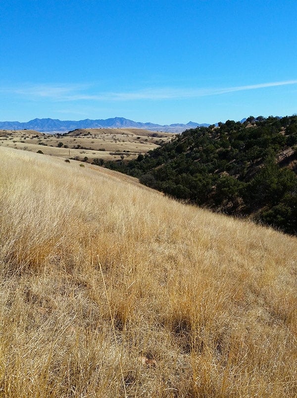 A draw that might hold Mearns quail