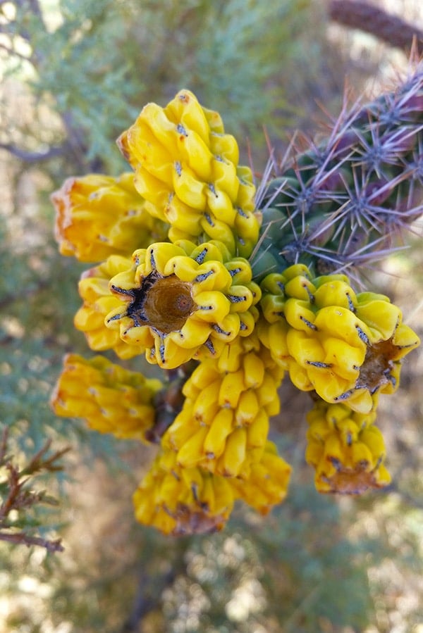 A close up of cholla fruit. 