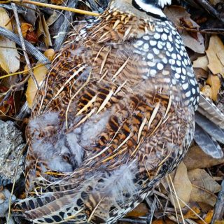 Mearns quail