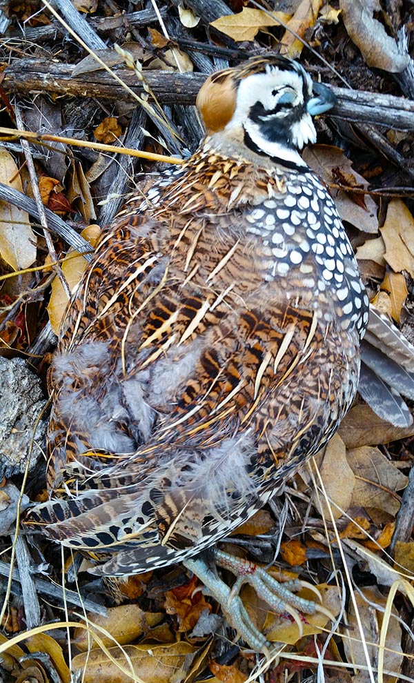 Mearns quail rooster on the ground