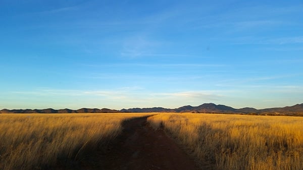 Sunset in Mearns quail country