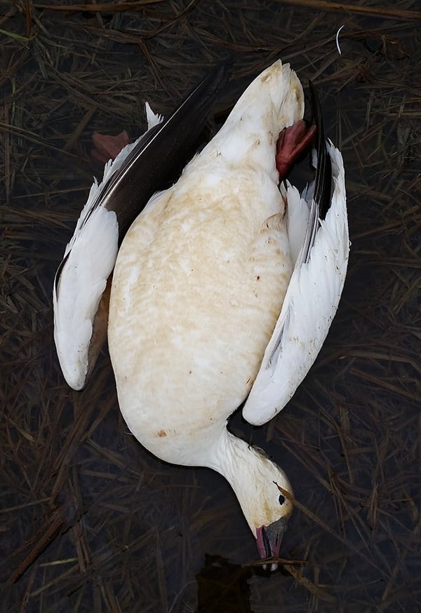 Snow goose on the ground