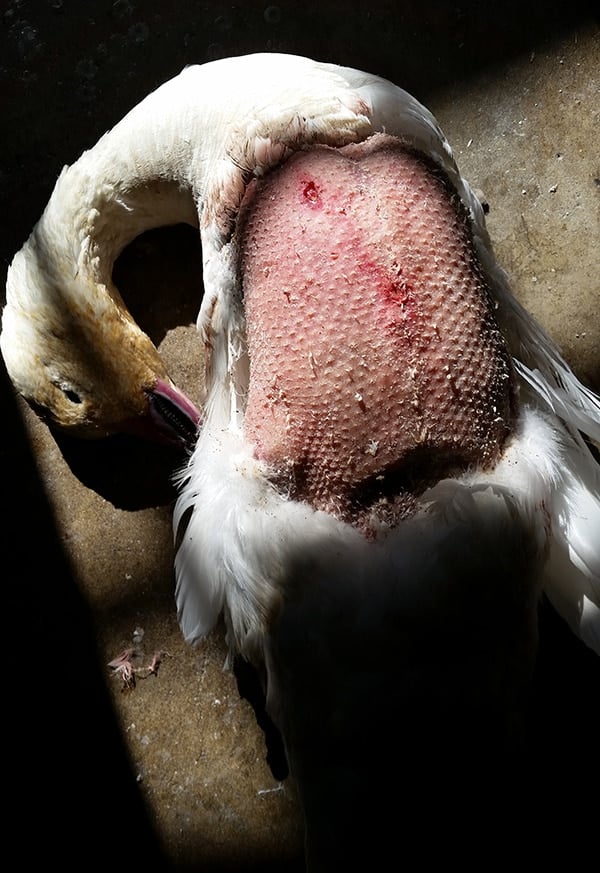 Partially plucked snow goose