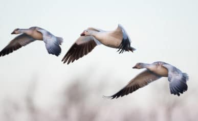 Snow geese flying