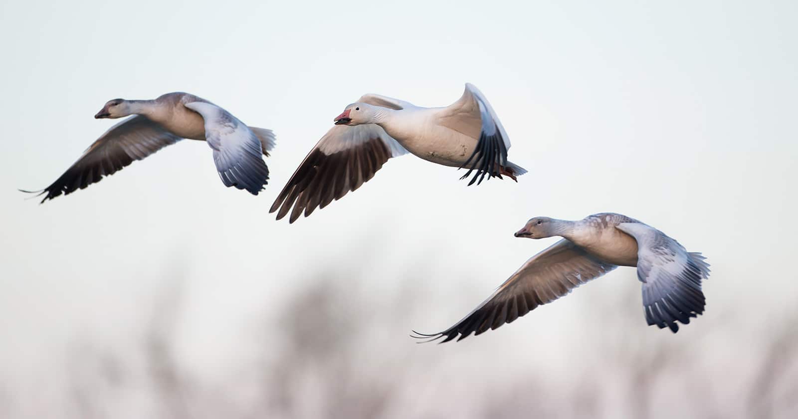 Snow geese flying 