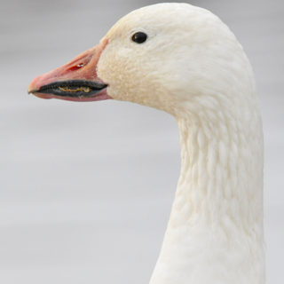 Close up of a snow goose. 