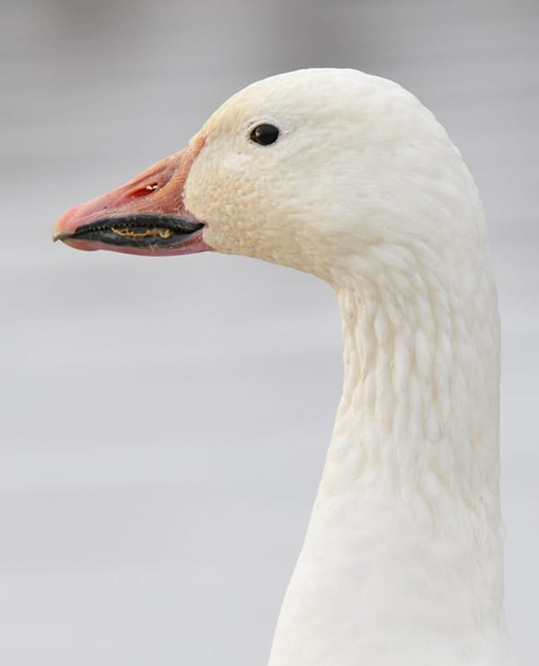 Close up of a snow goose. 