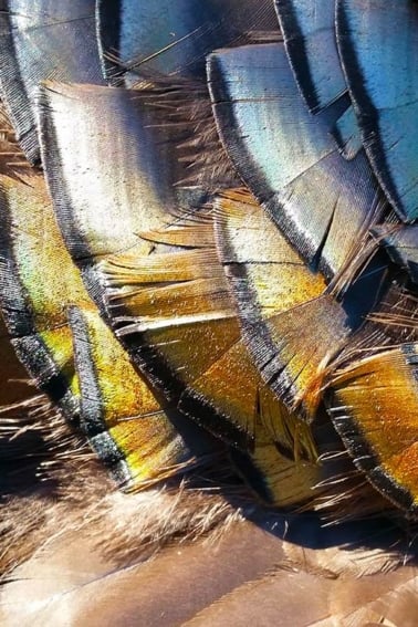 Close up of turkey feathers.