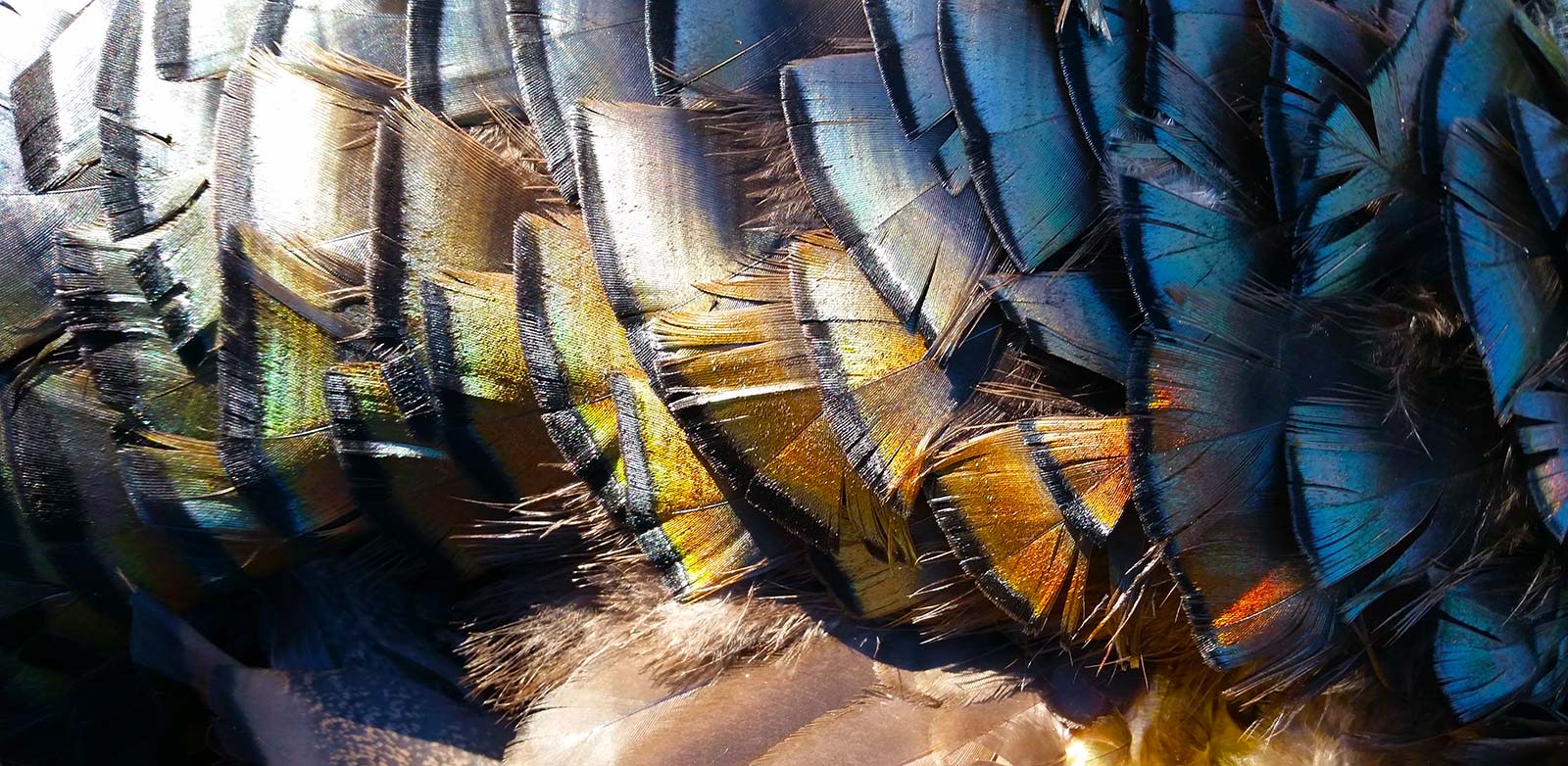 Close up of turkey feathers. 