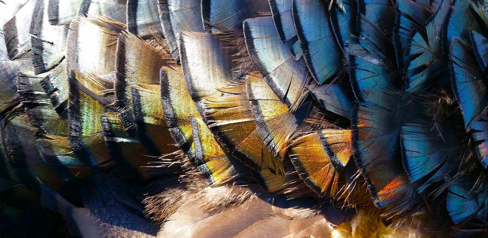 Close up of turkey feathers.