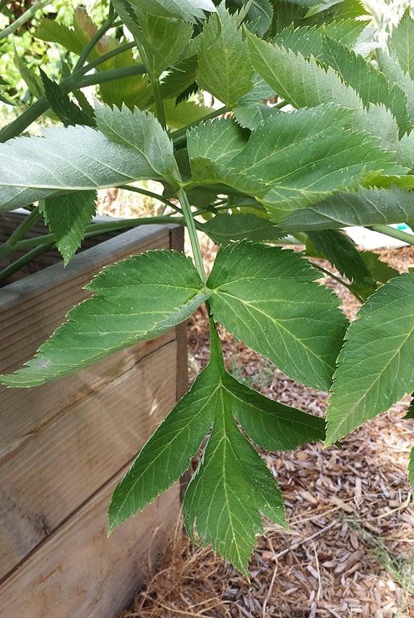 angelica-leaves-hunter-angler-gardener-cook