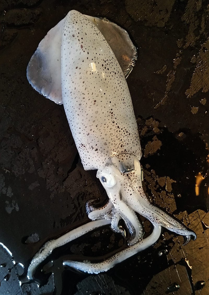 Fresh squid ready for turning into ceviche