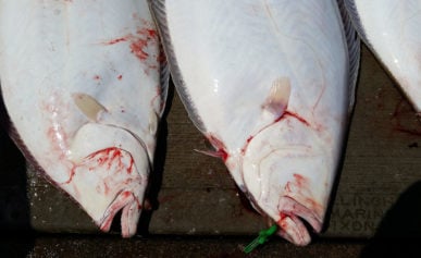 how to fillet a flat fish