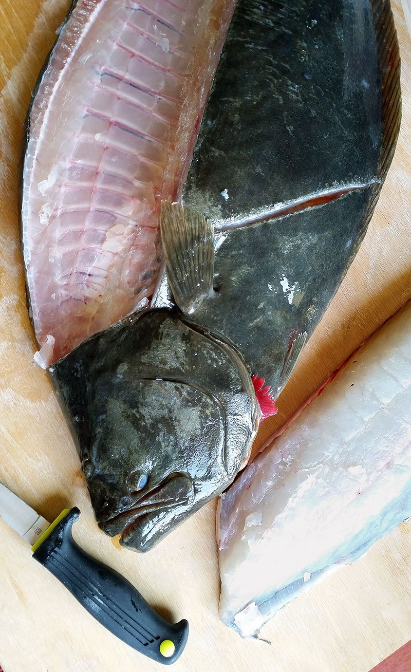 Top fillet removed on flounder