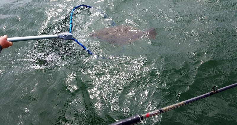 Netting a halibut