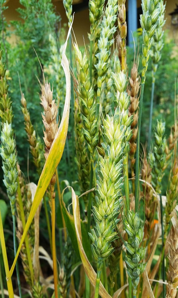 Wheat growing in my yard