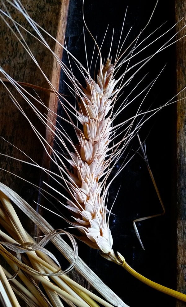 A sheaf of wheat